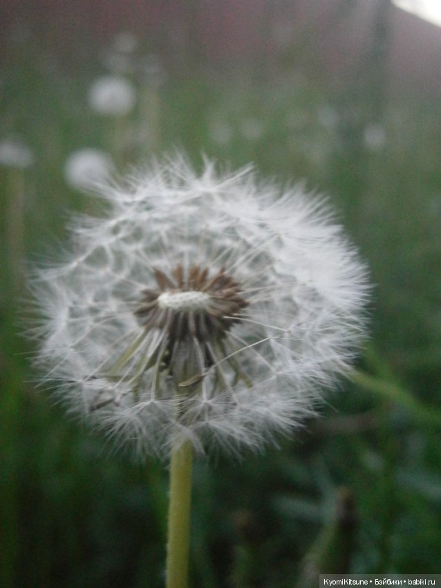 Воспоминания, часть 3. "Лето, туманка" (фото 9)