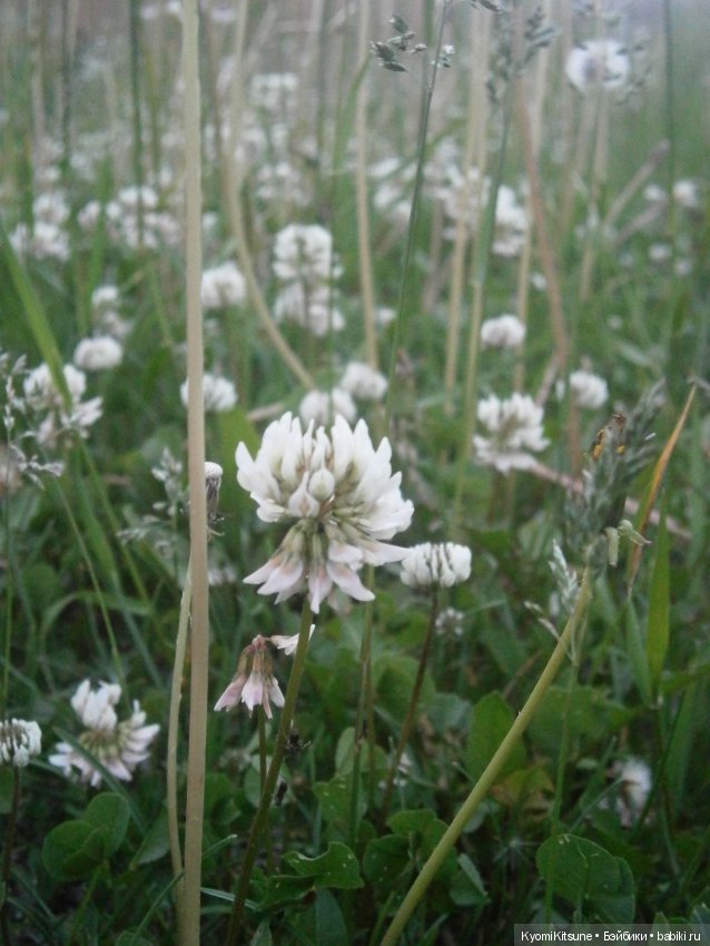 Воспоминания, часть 3. "Лето, туманка" (фото 8)