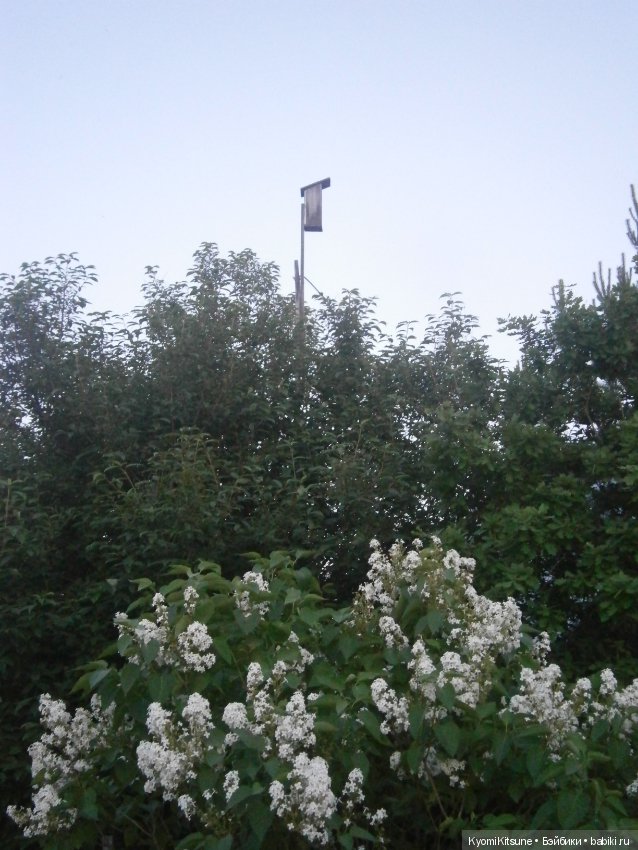 Воспоминания, часть 3. "Лето, туманка" (фото 7)