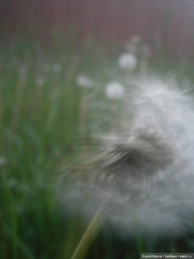 Воспоминания, часть 3. "Лето, туманка" (фото 10)