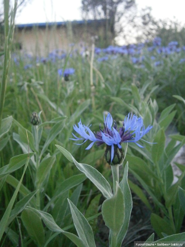 Воспоминания, часть 3. "Лето, туманка" (фото 4)