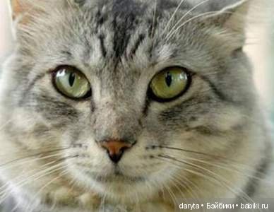 Что за зверь эта рыба — Болталка и разговоры обо всем: жизнь