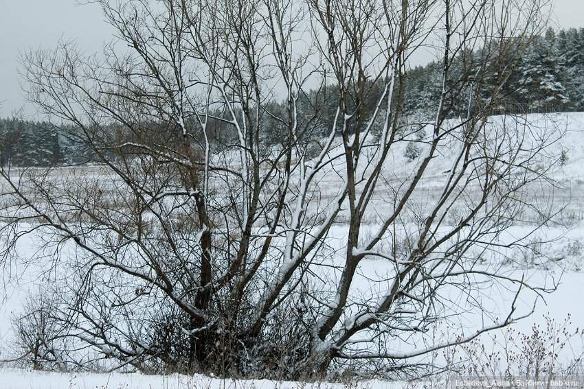 Ариэль — Куклы Iplehouse (Иплхаус): BJD (БЖД) (фото 3)