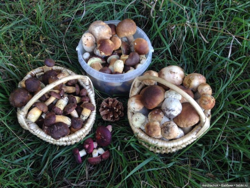 Данька-грибник! Как это было