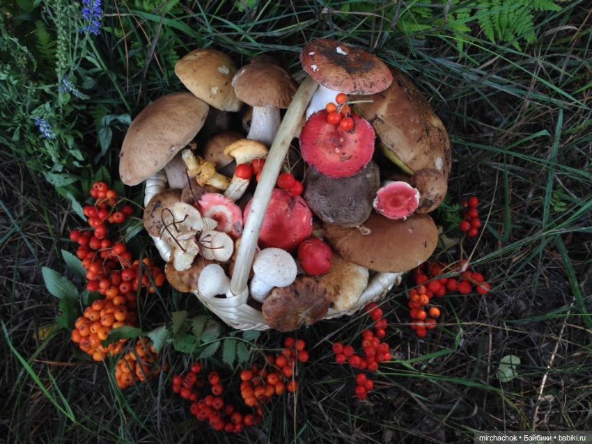 Данька-грибник! Как это было