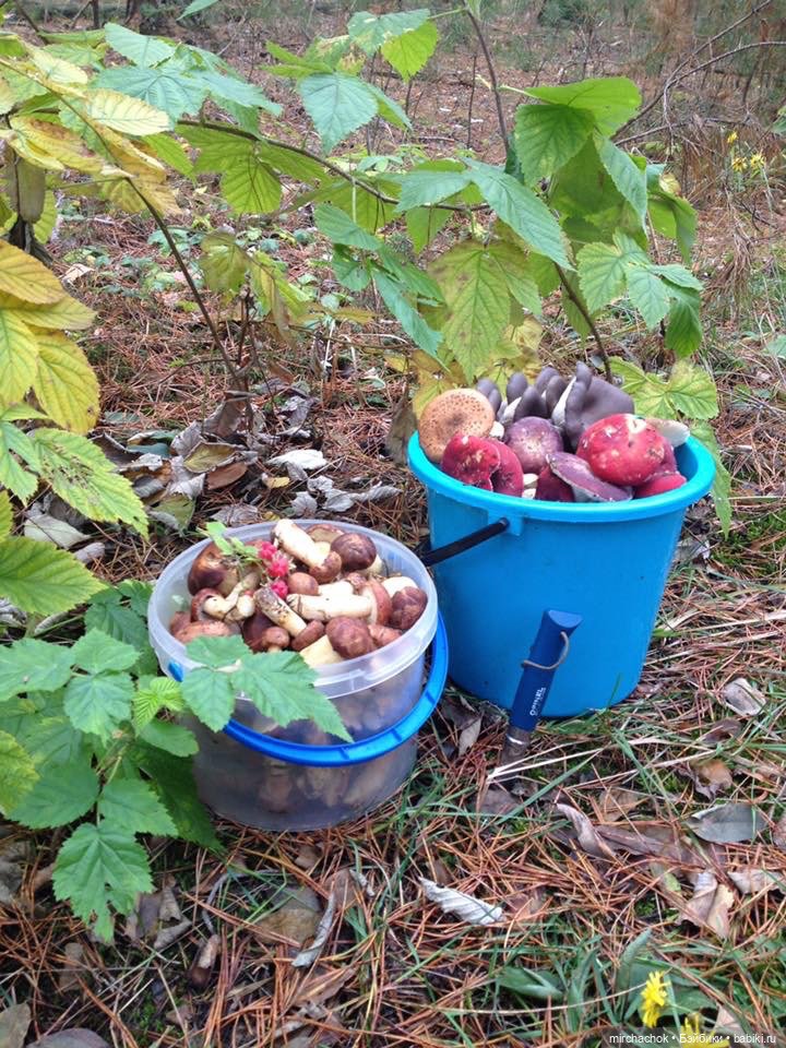 Данька-грибник! Как это было (фото 6)
