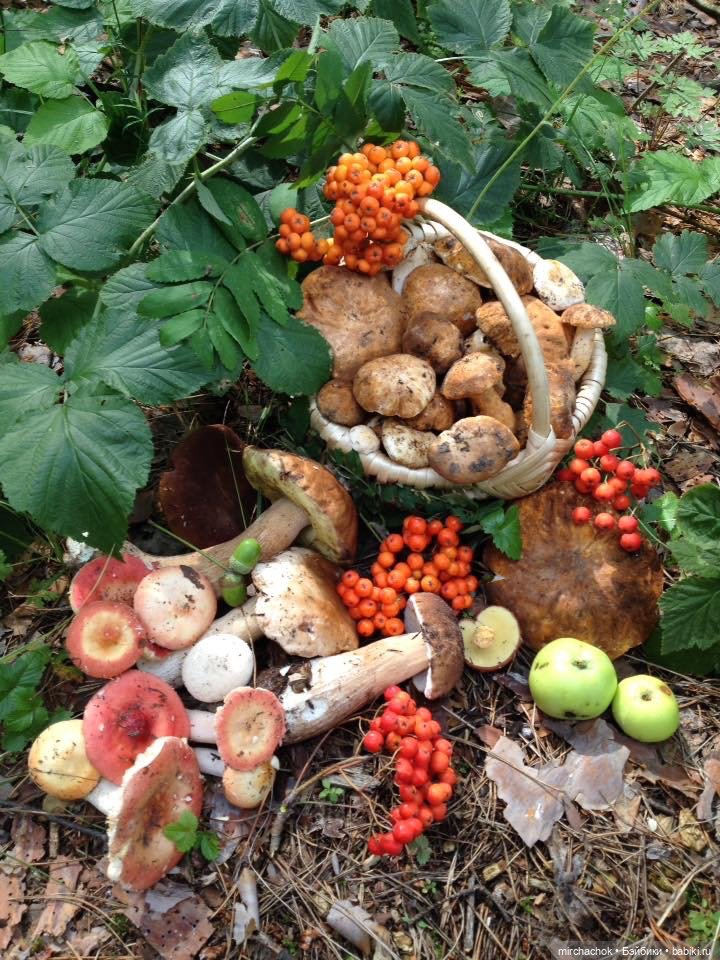 Данька-грибник! Как это было