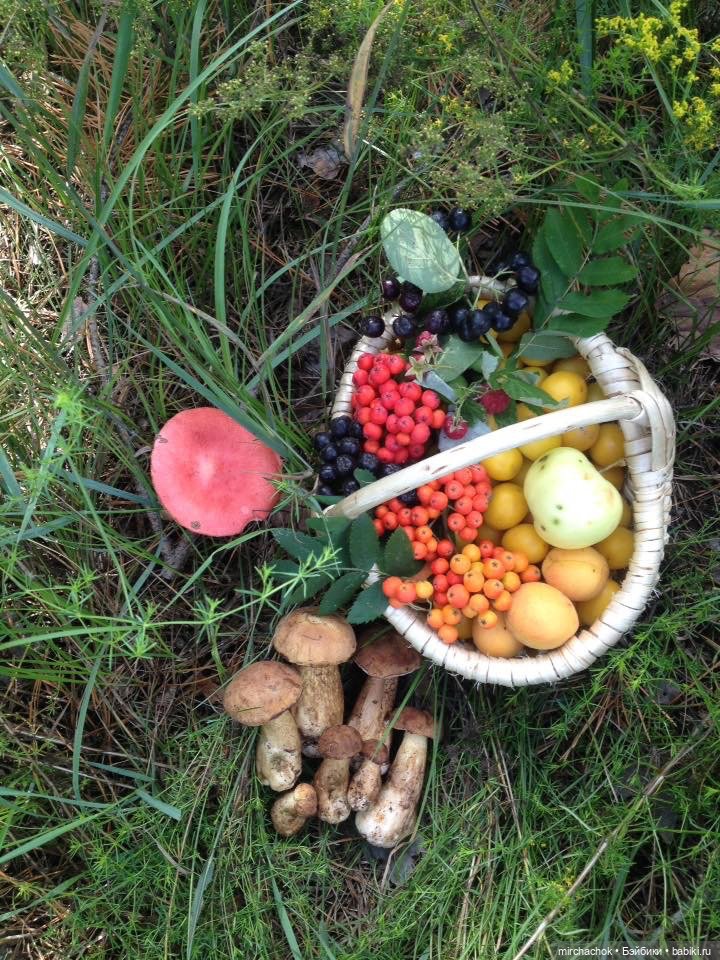 Данька-грибник! Как это было