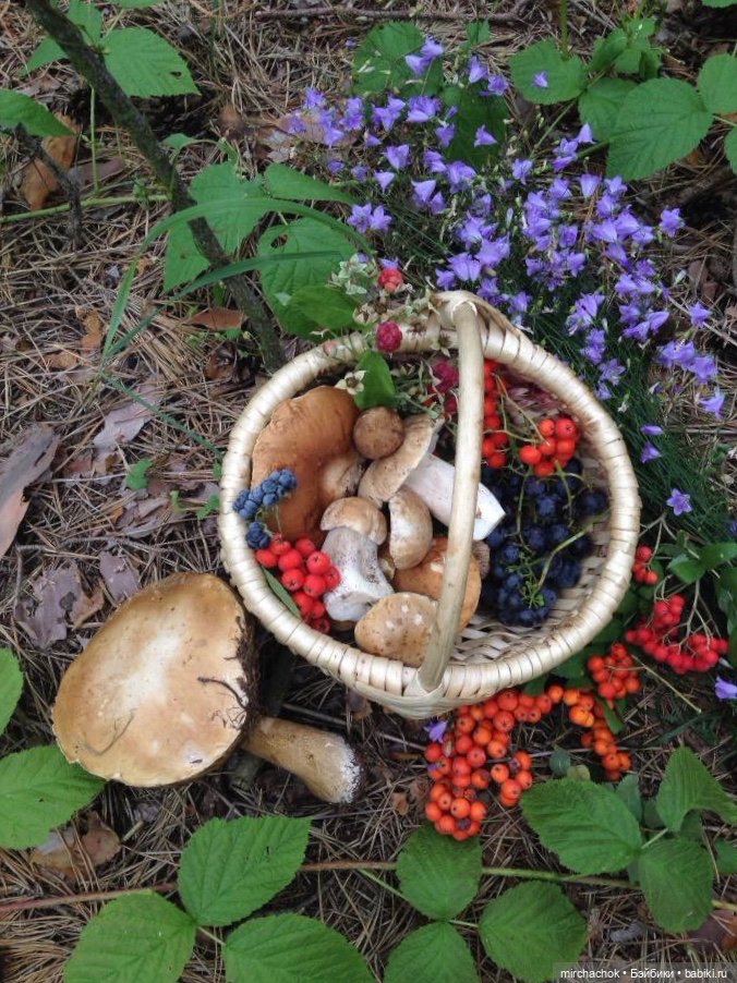 Данька-грибник! Как это было