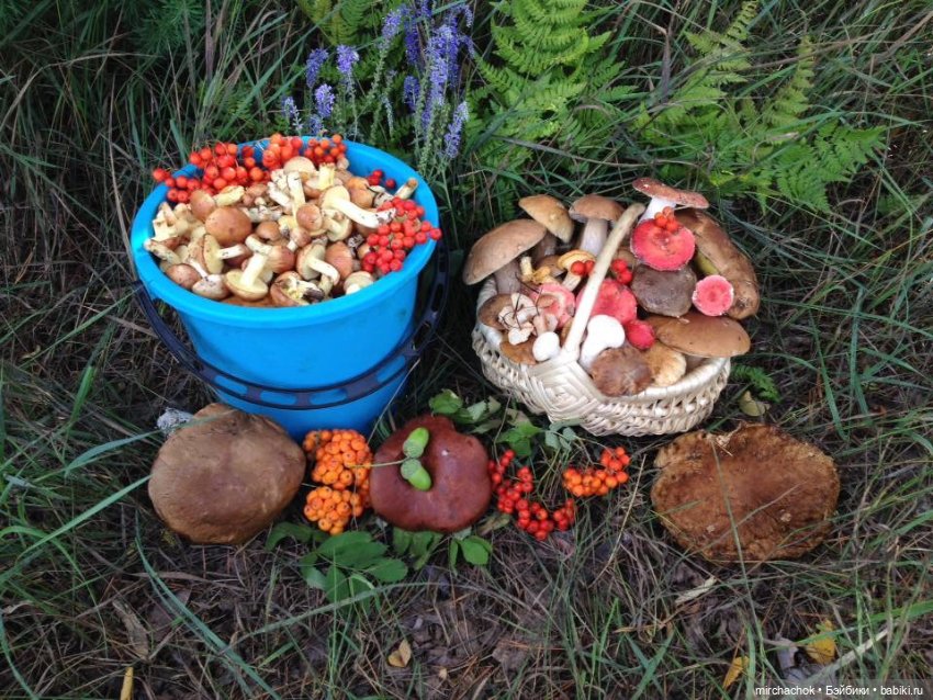 Данька-грибник! Как это было