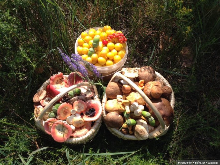 Данька-грибник! Как это было