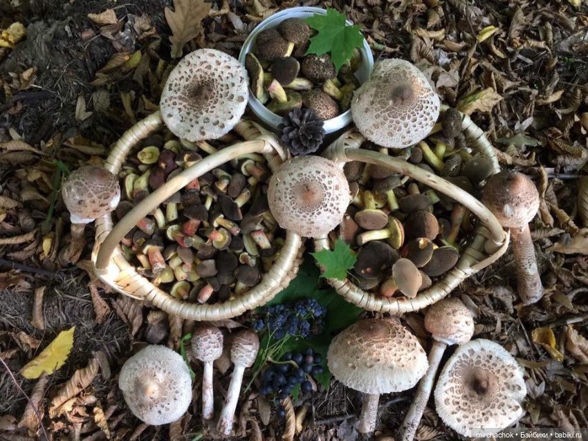 Данька-грибник! Как это было