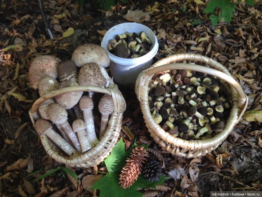 Данька-грибник! Как это было