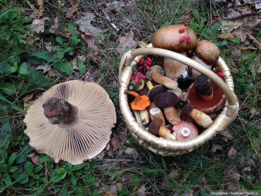 Данька-грибник! Как это было