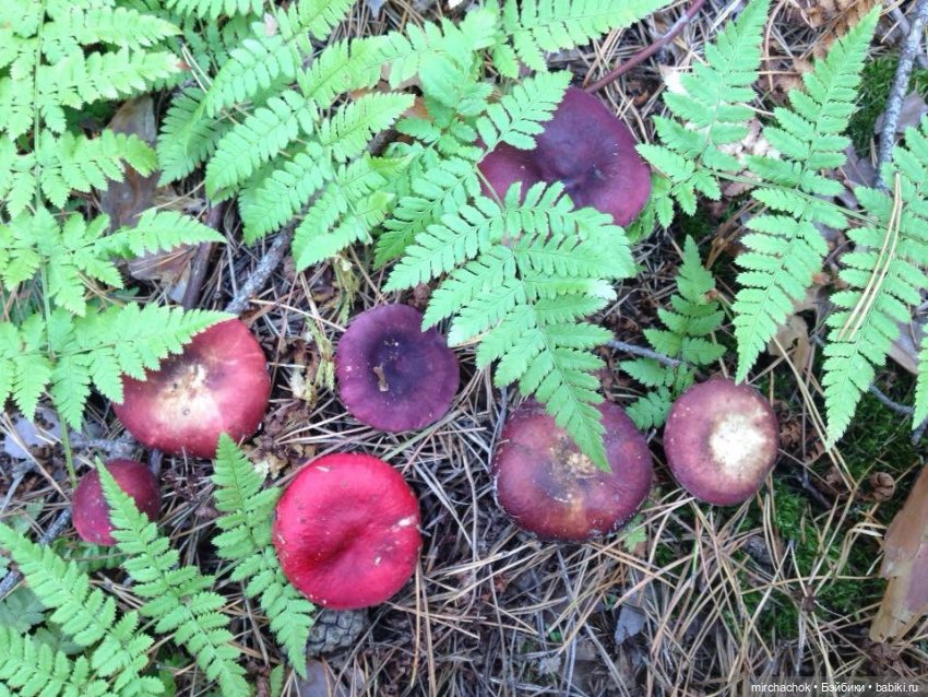 Данька-грибник! Как это было (фото 7)