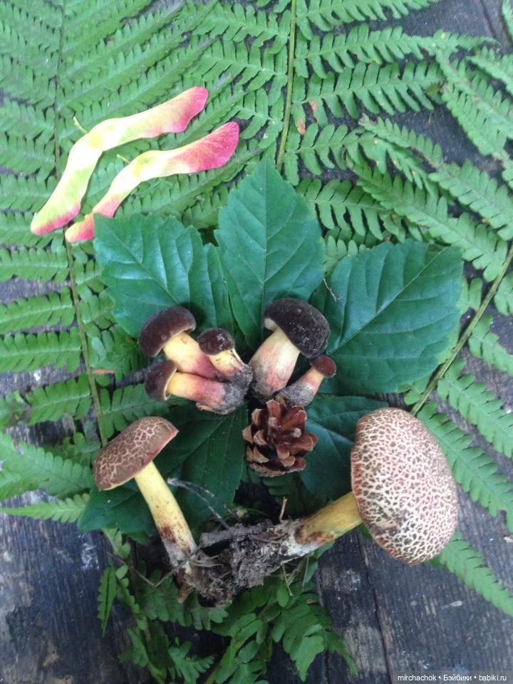 Данька-грибник! Как это было