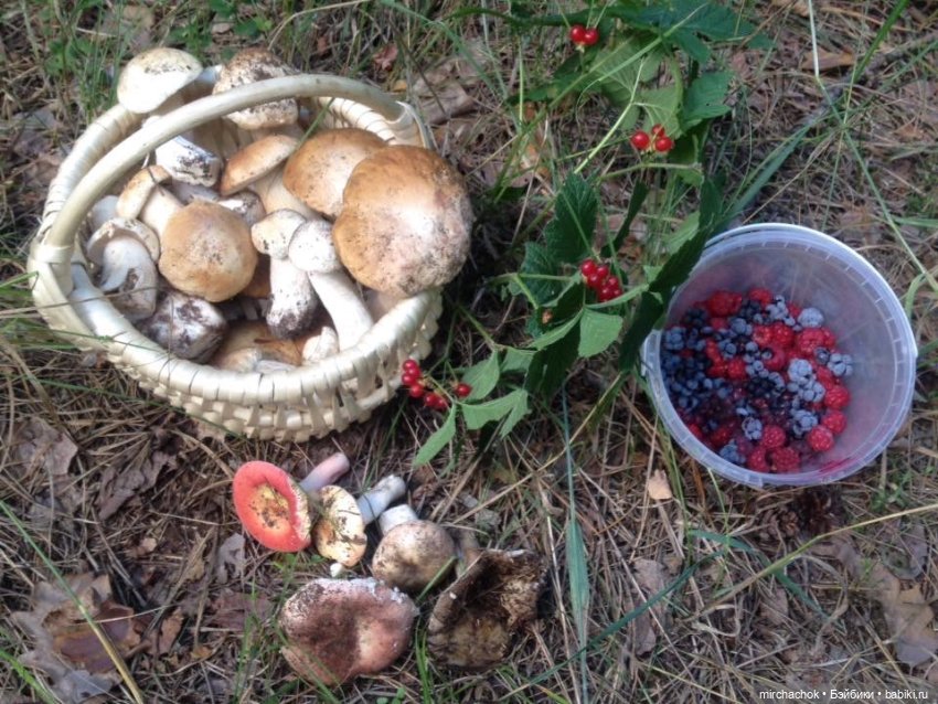 Данька-грибник! Как это было