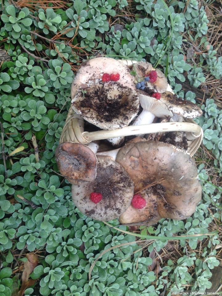 Данька-грибник! Как это было