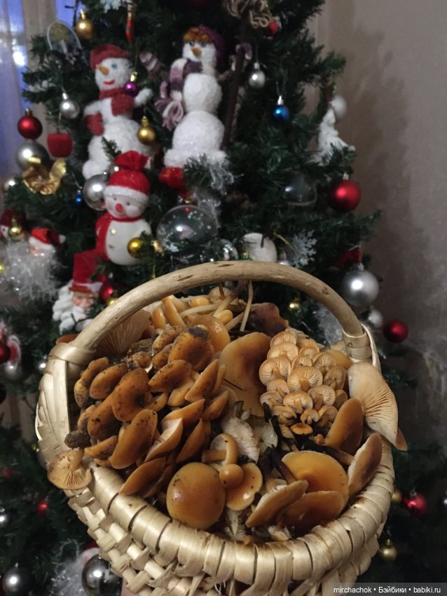 Данька-грибник! Как это было (фото 2)