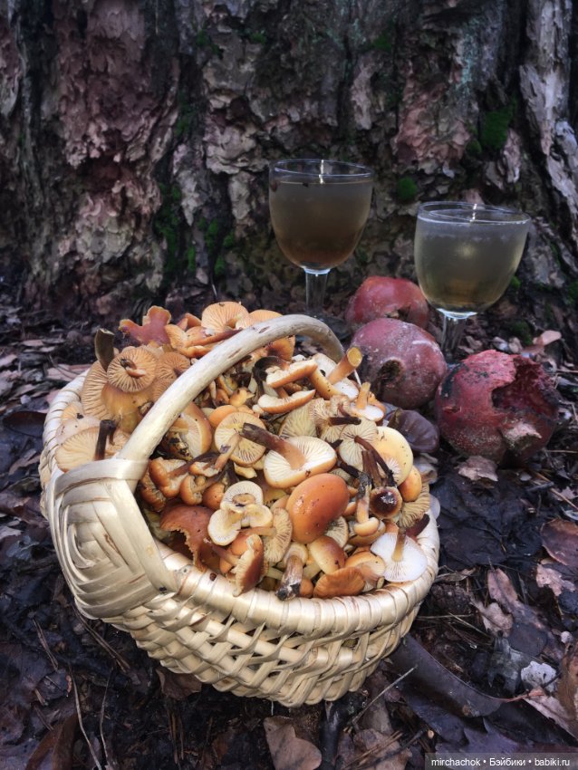 Данька-грибник! Как это было (фото 5)