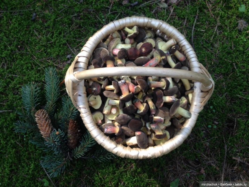 Данька-грибник! Как это было