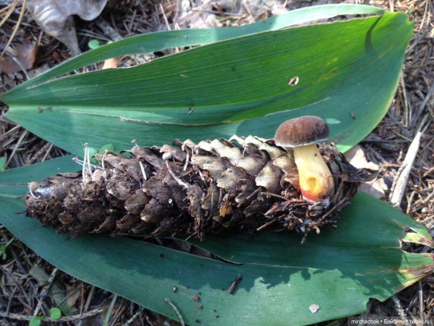 Данька-грибник! Как это было