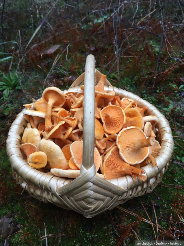 Данька-грибник! Как это было