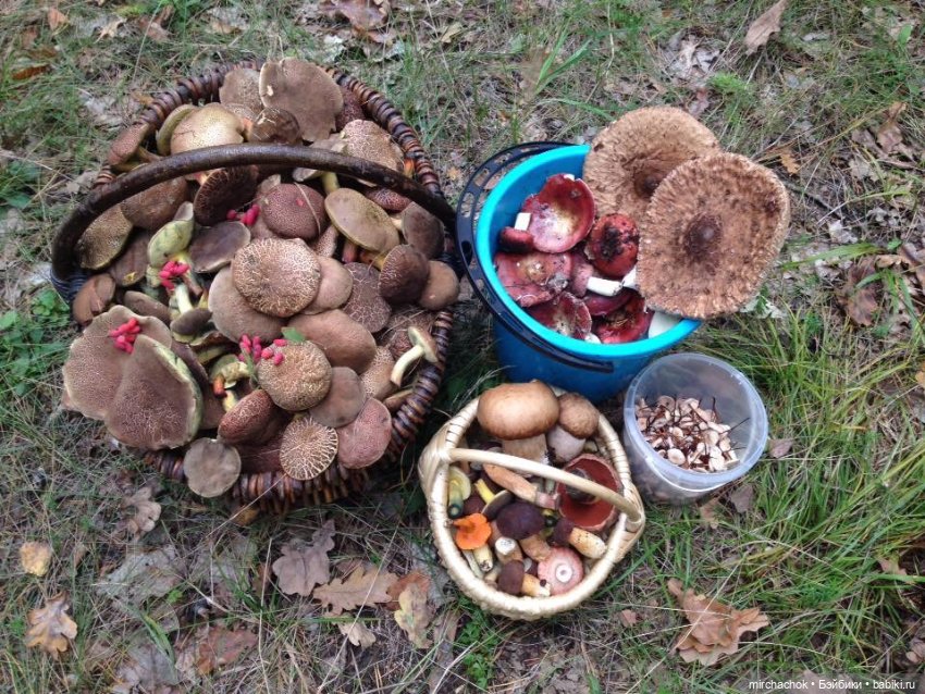 Данька-грибник! Как это было (фото 10)