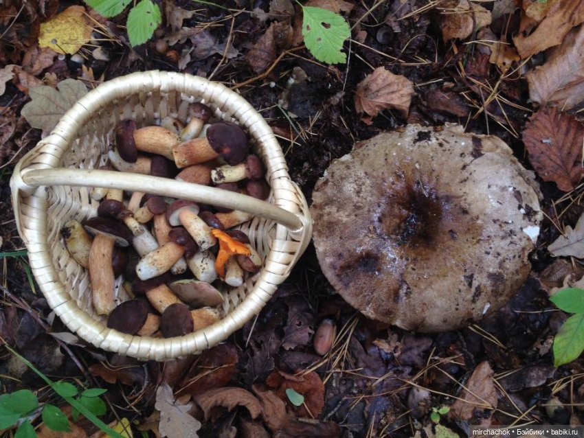 Данька-грибник! Как это было