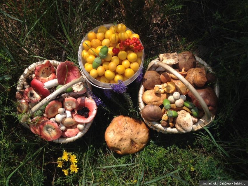 Данька-грибник! Как это было