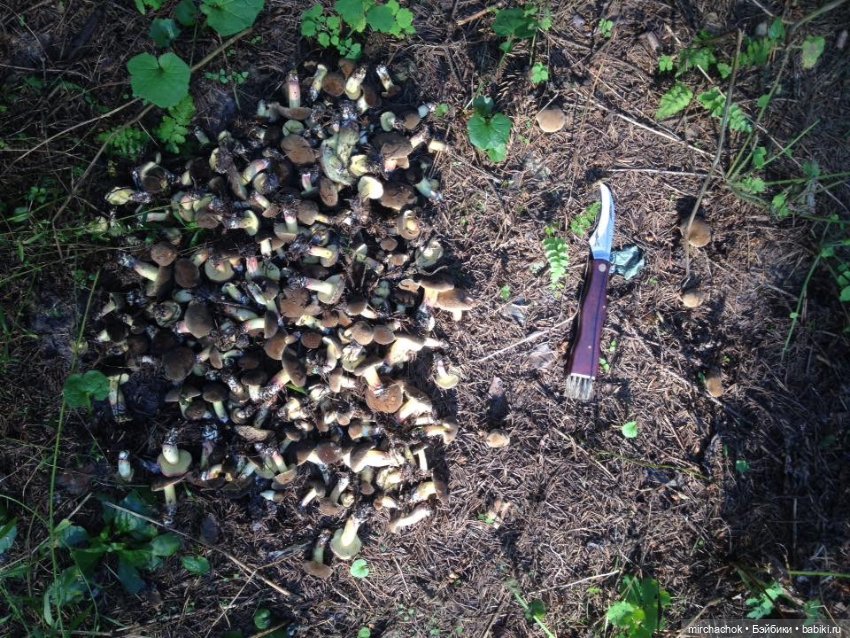 Данька-грибник! Как это было