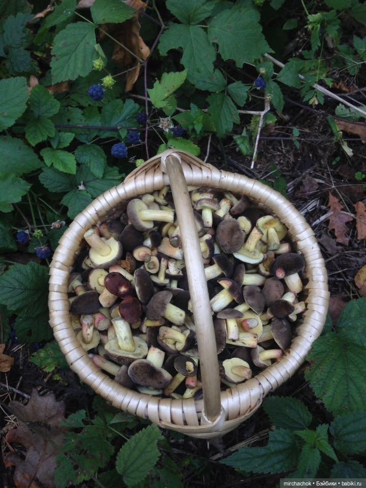 Данька-грибник! Как это было