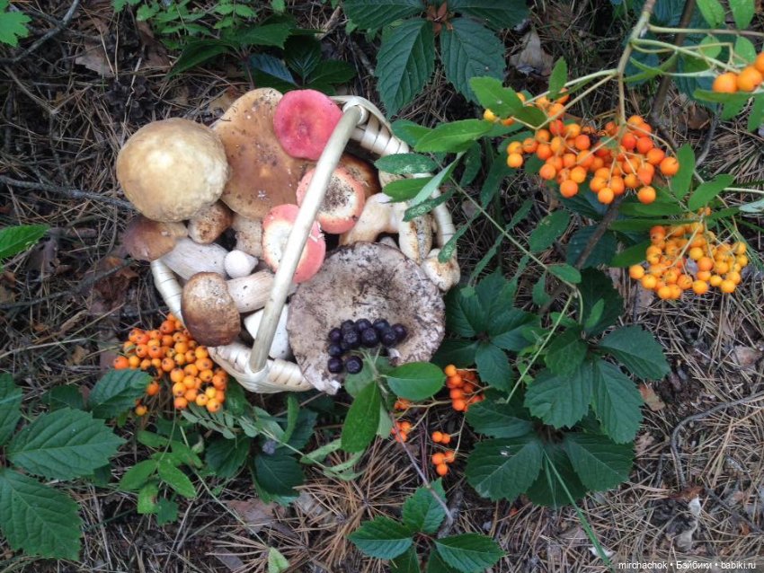 Данька-грибник! Как это было