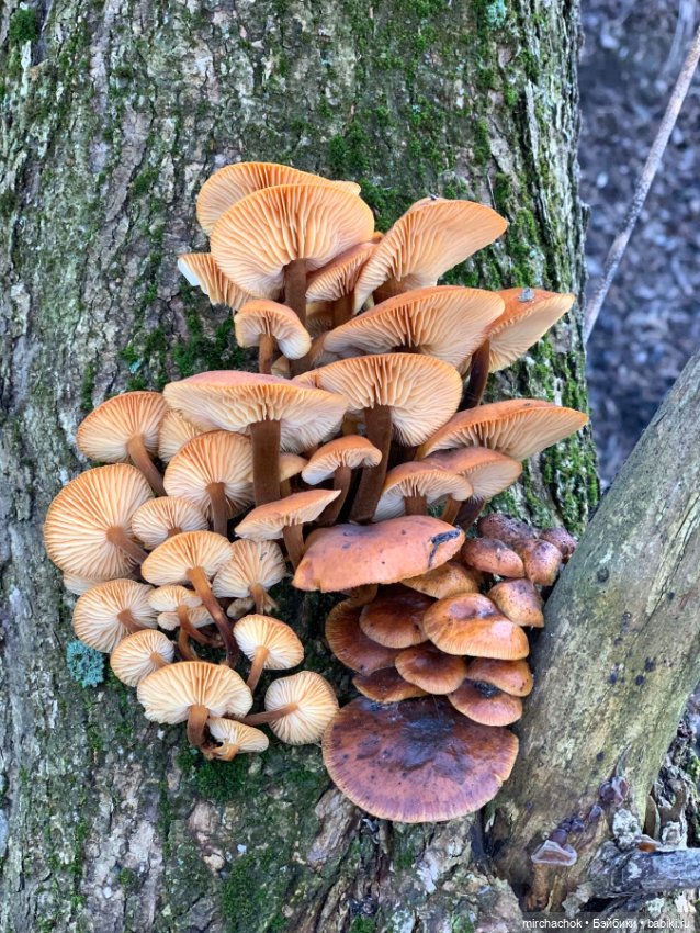 Данька-грибник! Как это было (фото 4)