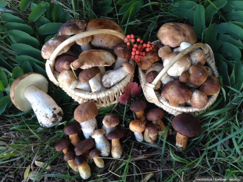 Данька-грибник! Как это было (фото 9)