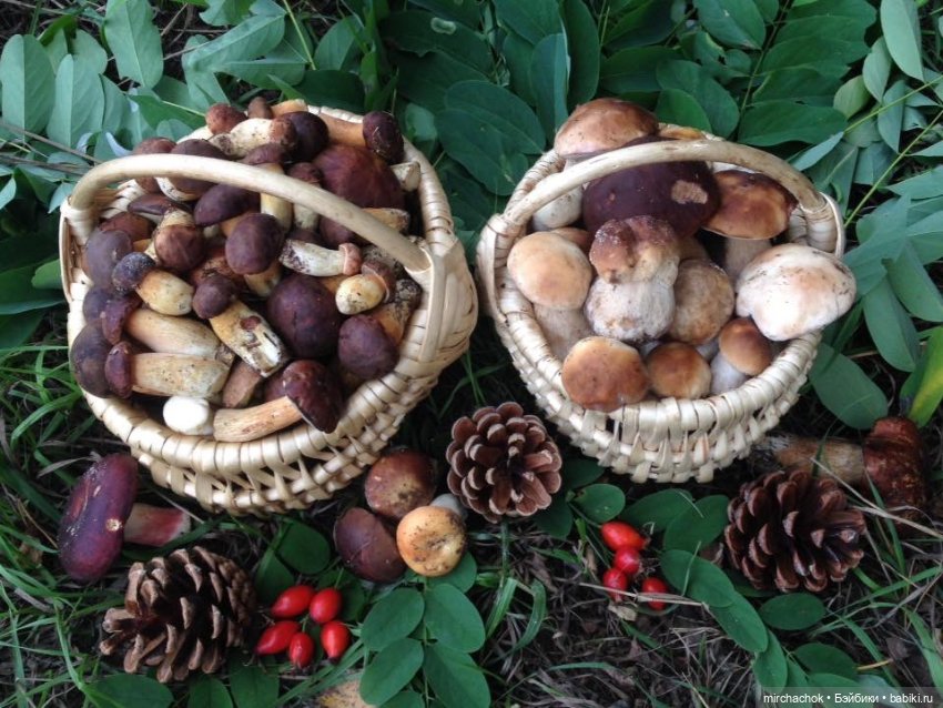 Данька-грибник! Как это было (фото 8)
