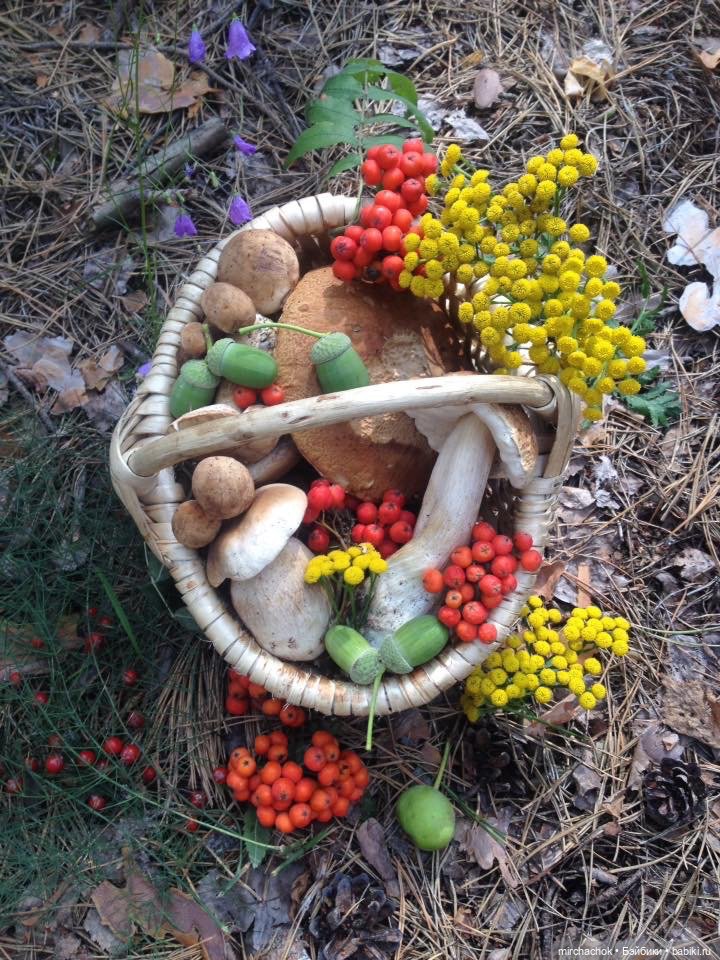 Данька-грибник! Как это было