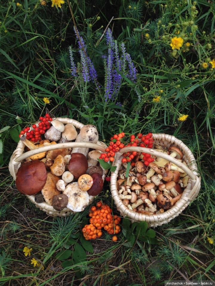 Данька-грибник! Как это было