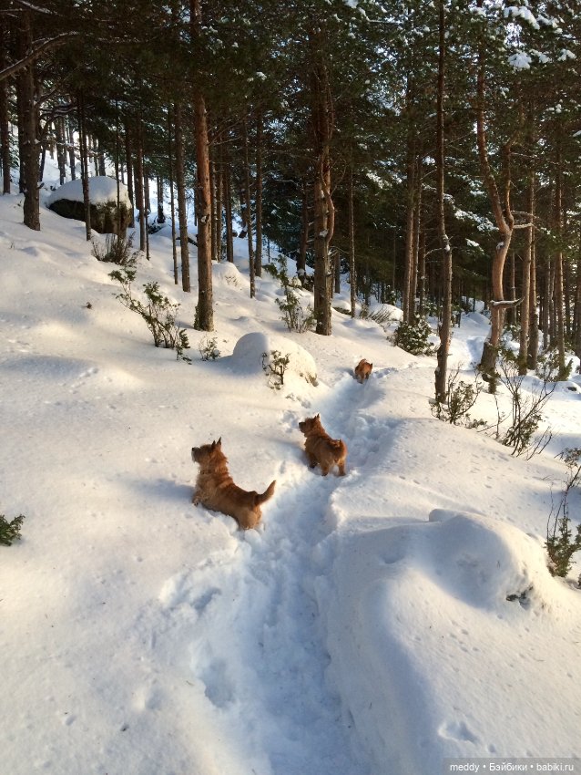 По следам Нового года — Болталка и разговоры обо всем: жизнь (фото 4)