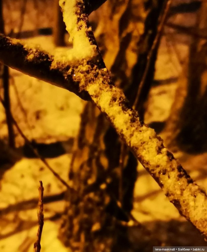 Вечер, Мышки в снежном лесу