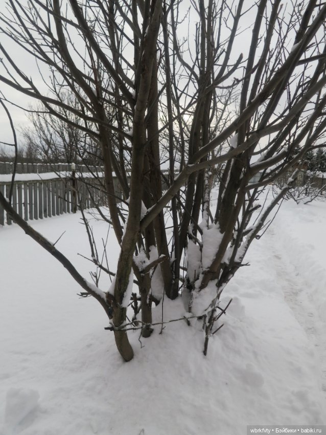 Немного зимы — Болталка и разговоры обо всем: жизнь (фото 5)