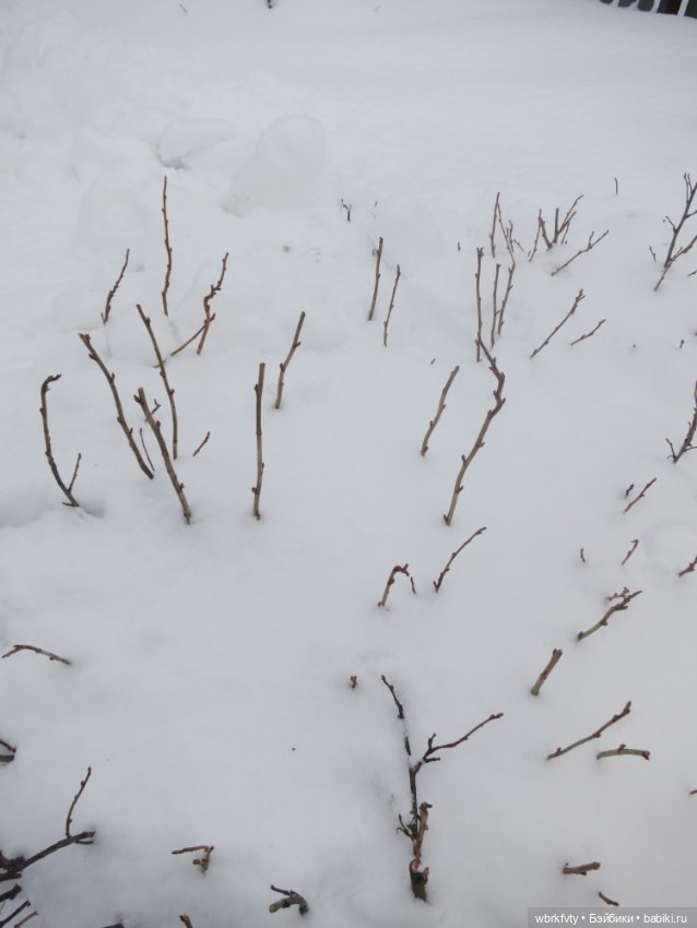 Немного зимы — Болталка и разговоры обо всем: жизнь
