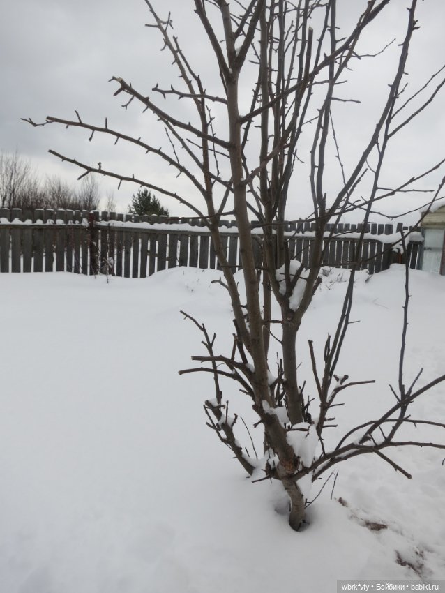 Немного зимы — Болталка и разговоры обо всем: жизнь (фото 9)