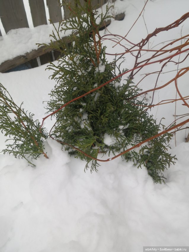 Немного зимы — Болталка и разговоры обо всем: жизнь (фото 2)