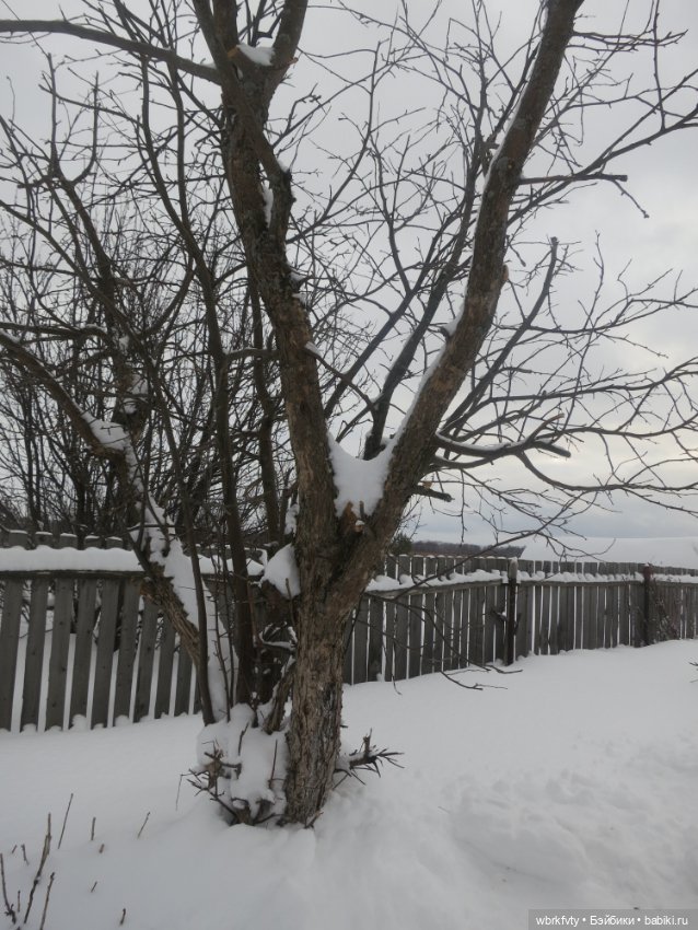 Немного зимы — Болталка и разговоры обо всем: жизнь (фото 8)