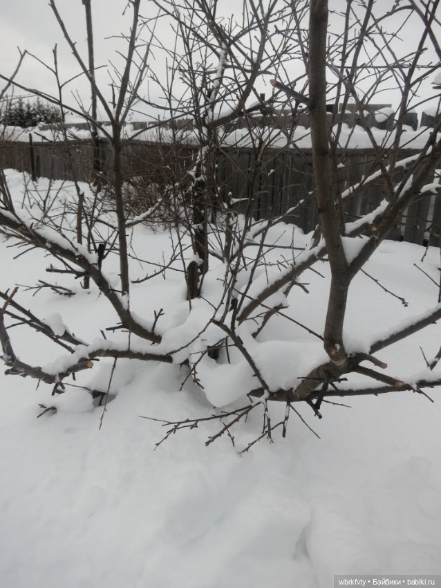 Немного зимы — Болталка и разговоры обо всем: жизнь (фото 6)