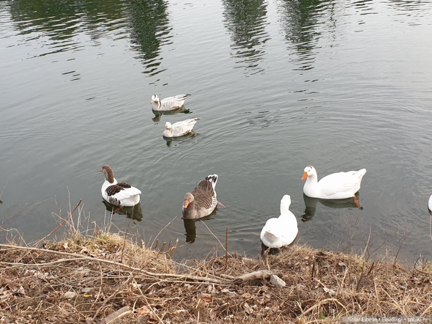 Страсти по Софии Готц и что у меня из этого вышло (фото 8)