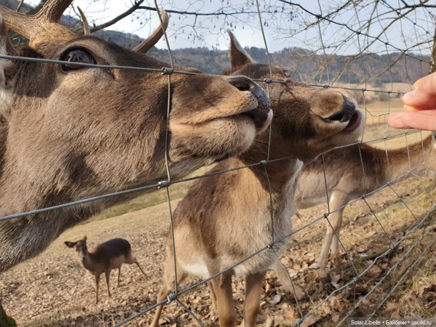 Страсти по Софии Готц и что у меня из этого вышло