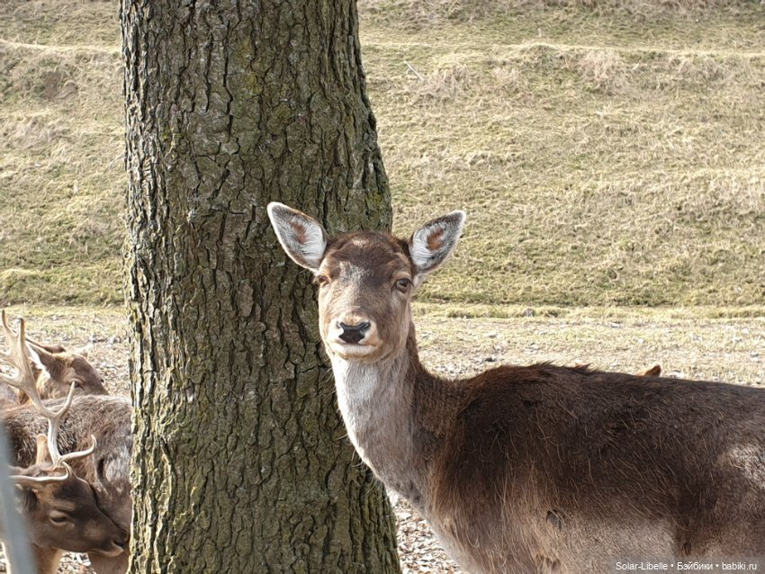Страсти по Софии Готц и что у меня из этого вышло