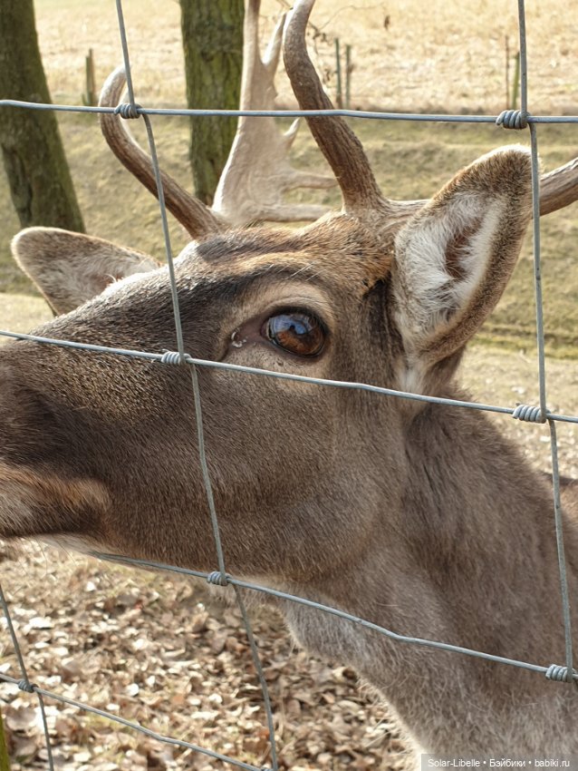 Страсти по Софии Готц и что у меня из этого вышло (фото 9)